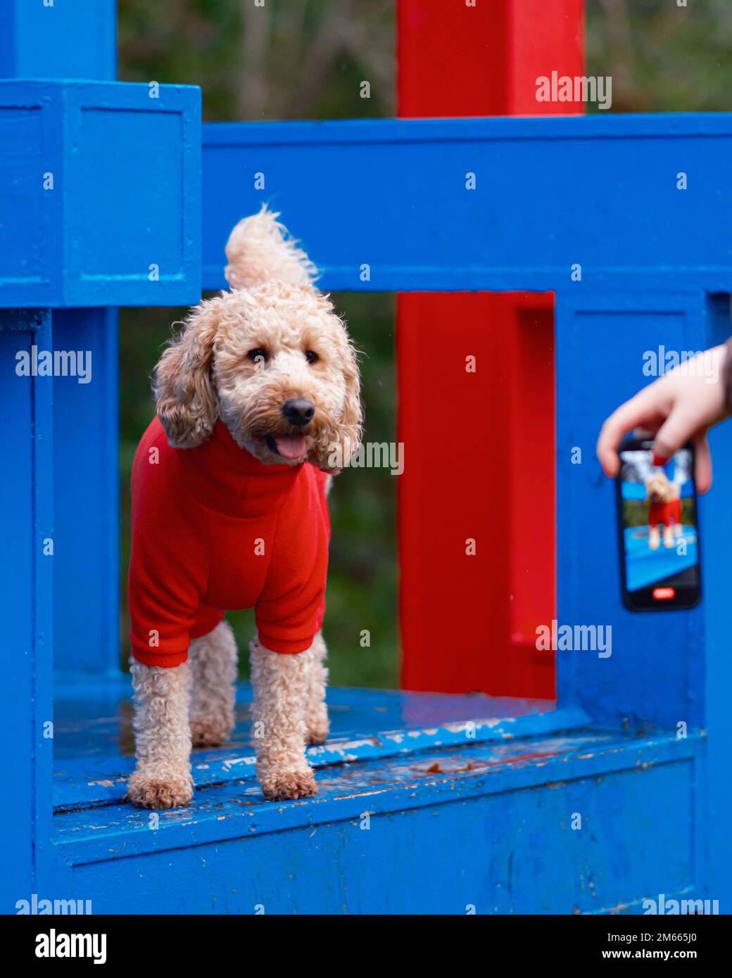 Chien de Cockapoo en polaire rouge à l'extérieur du parc Banque D'Images