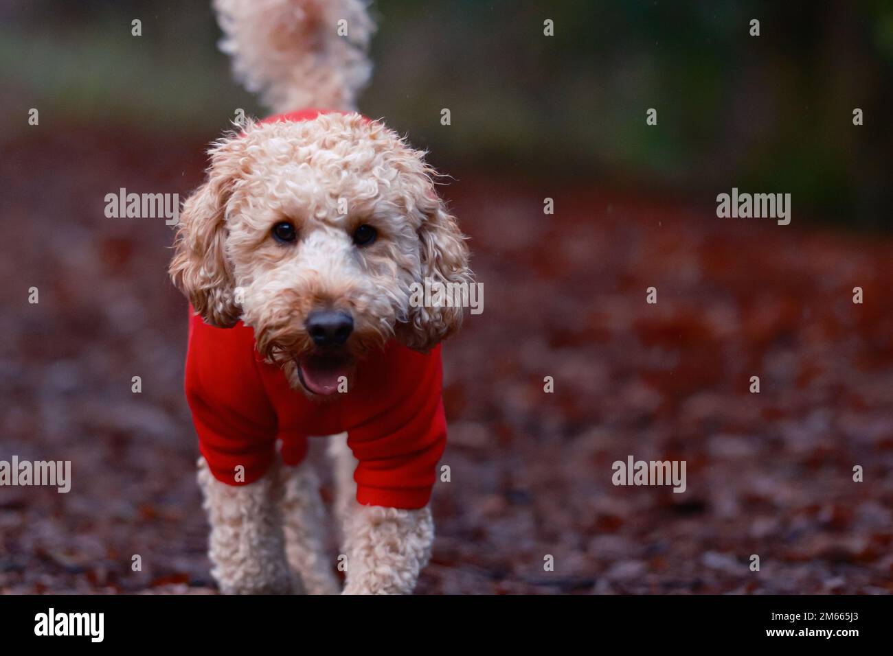 Chien de Cockapoo en polaire rouge à l'extérieur du parc Banque D'Images