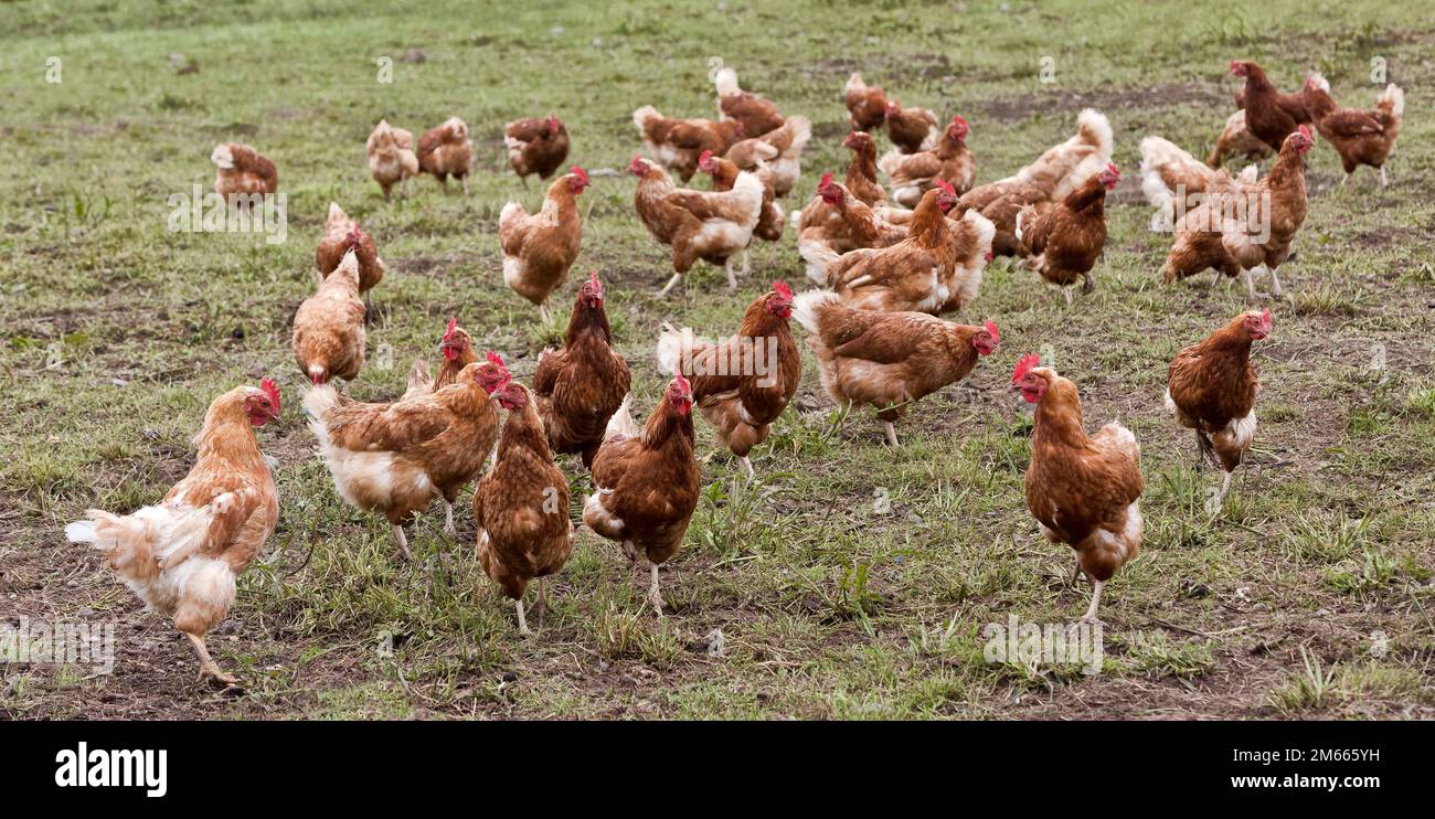 Gamme libre poules pondeuses biologiques, Rhode Island Reds roaming dans le champ, Californie. Banque D'Images