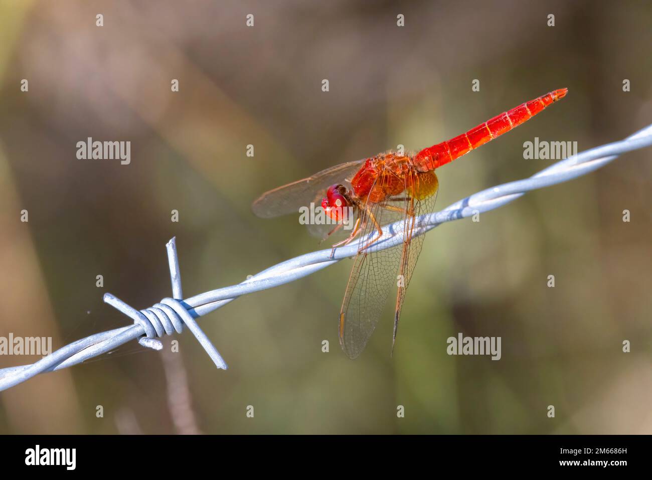 Libellule rouge sur le fil en Camargue, France Banque D'Images