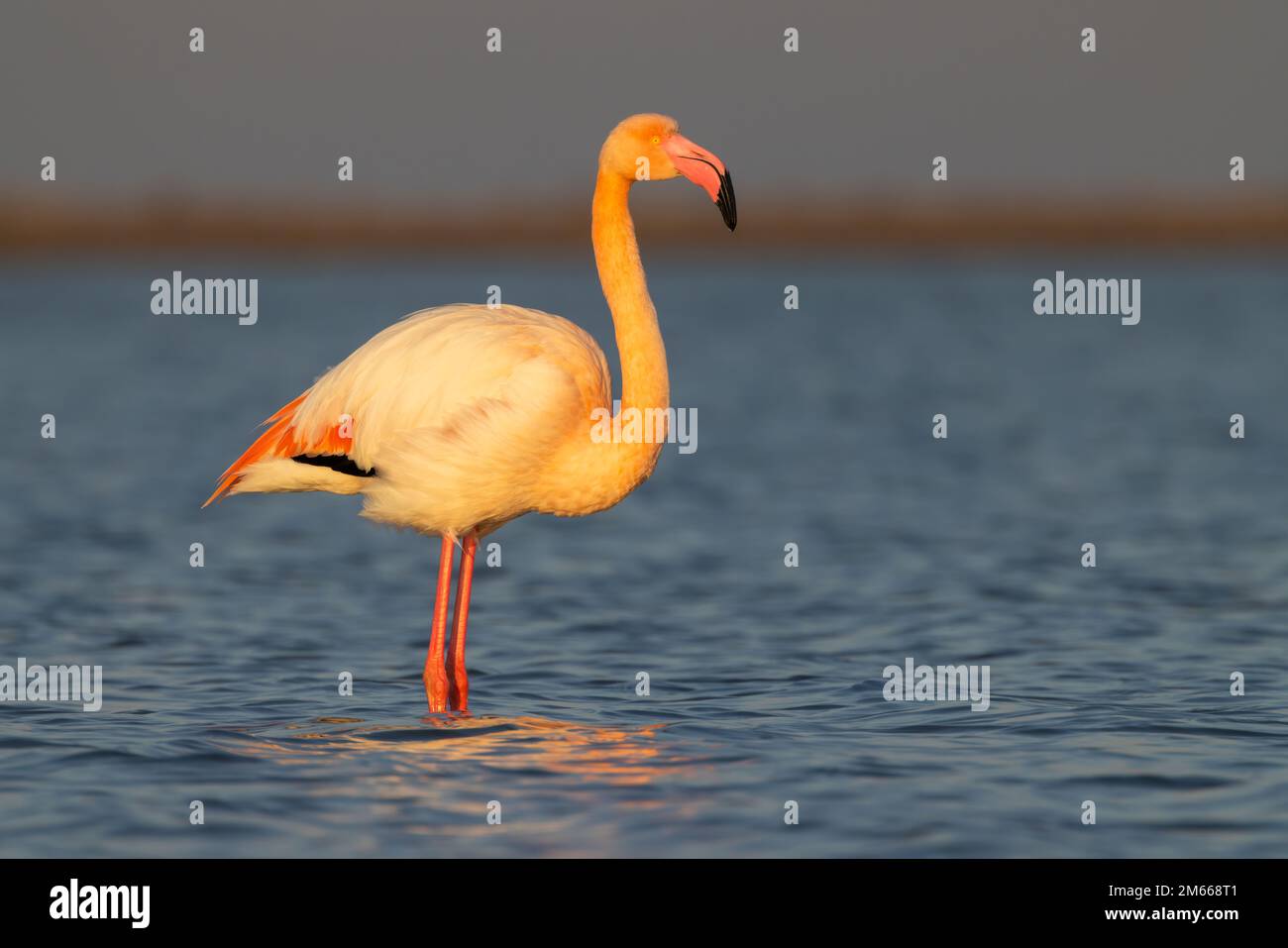 Flamingo au Parc naturel régional de Camargue, Provence, France Banque D'Images