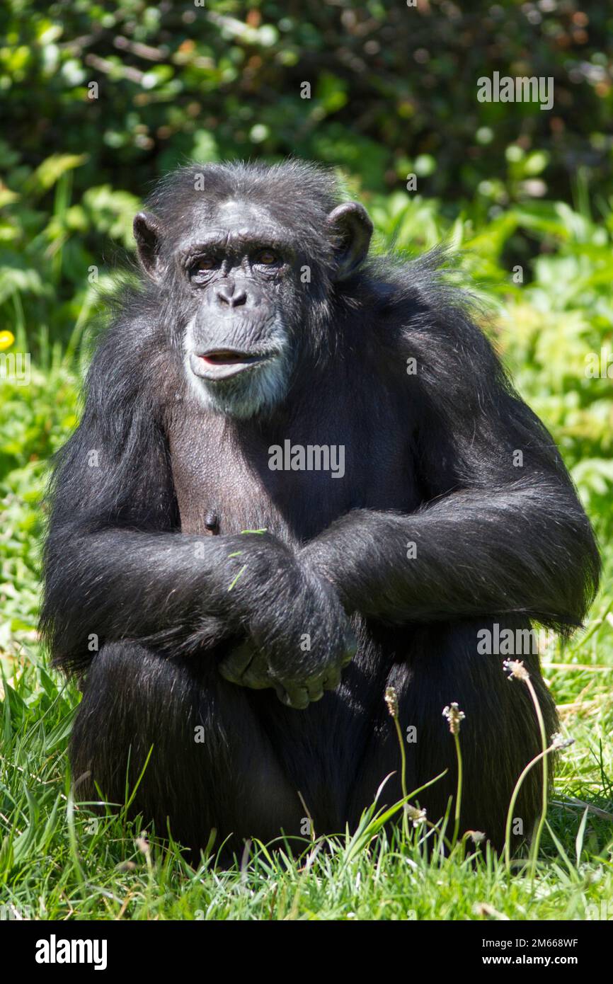Chimpanzé Banque D'Images