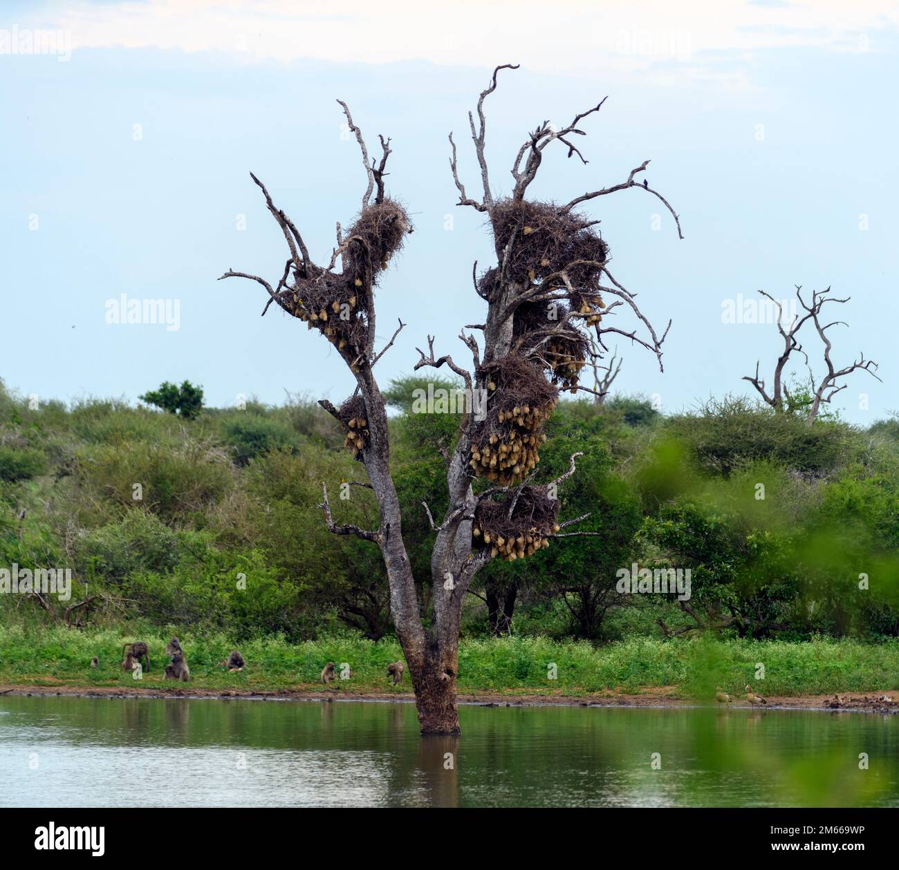 Vieux arbre avec nids d'oiseaux de tisserand social (tisserand masqué méridional, Ploceus velatus et bisons rouges, Bubalornis niger) au barrage de Sunset, L Banque D'Images