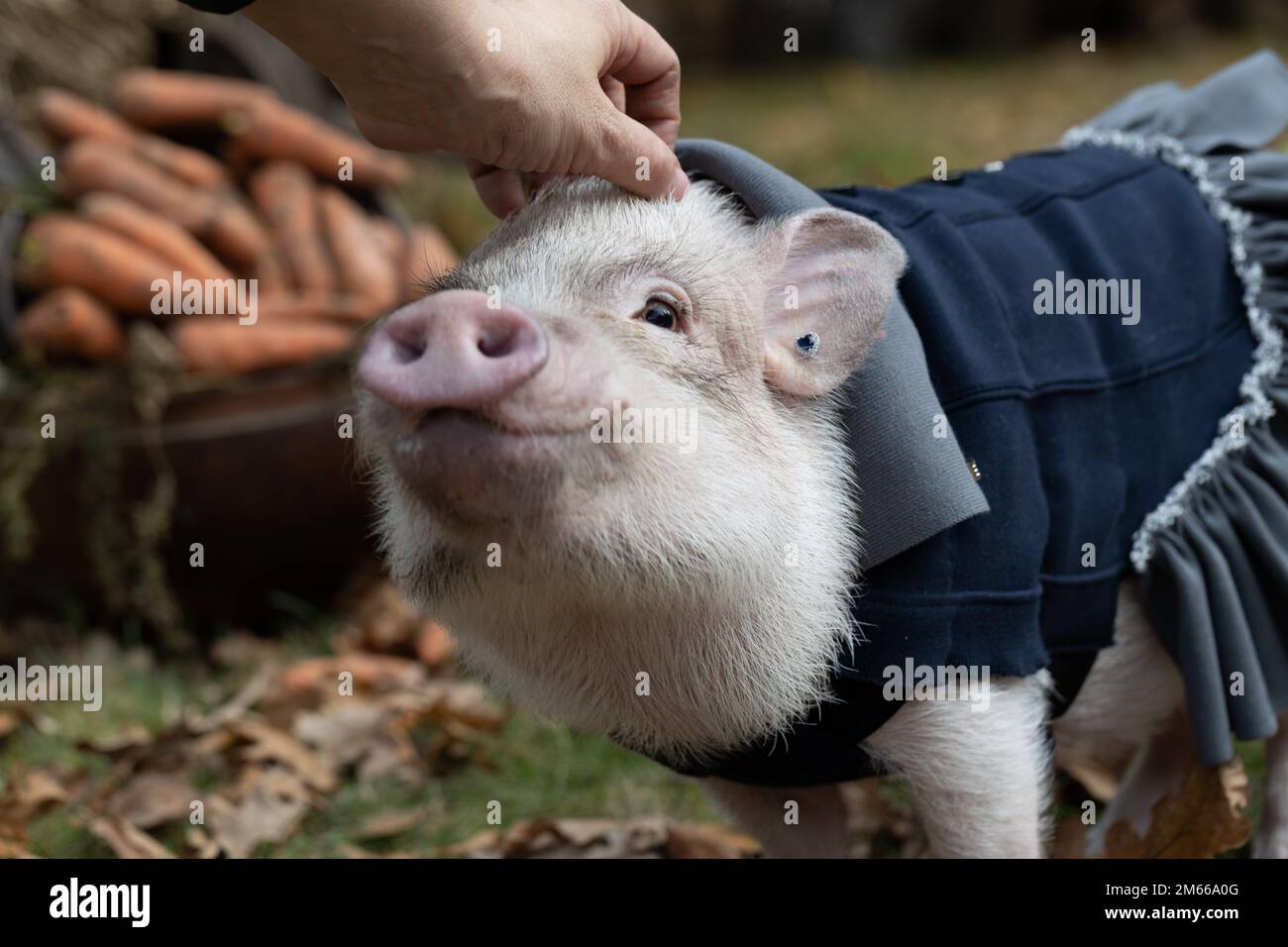 un petit cochon blanc est assis dans un panier en osier. Photo d'automne Banque D'Images
