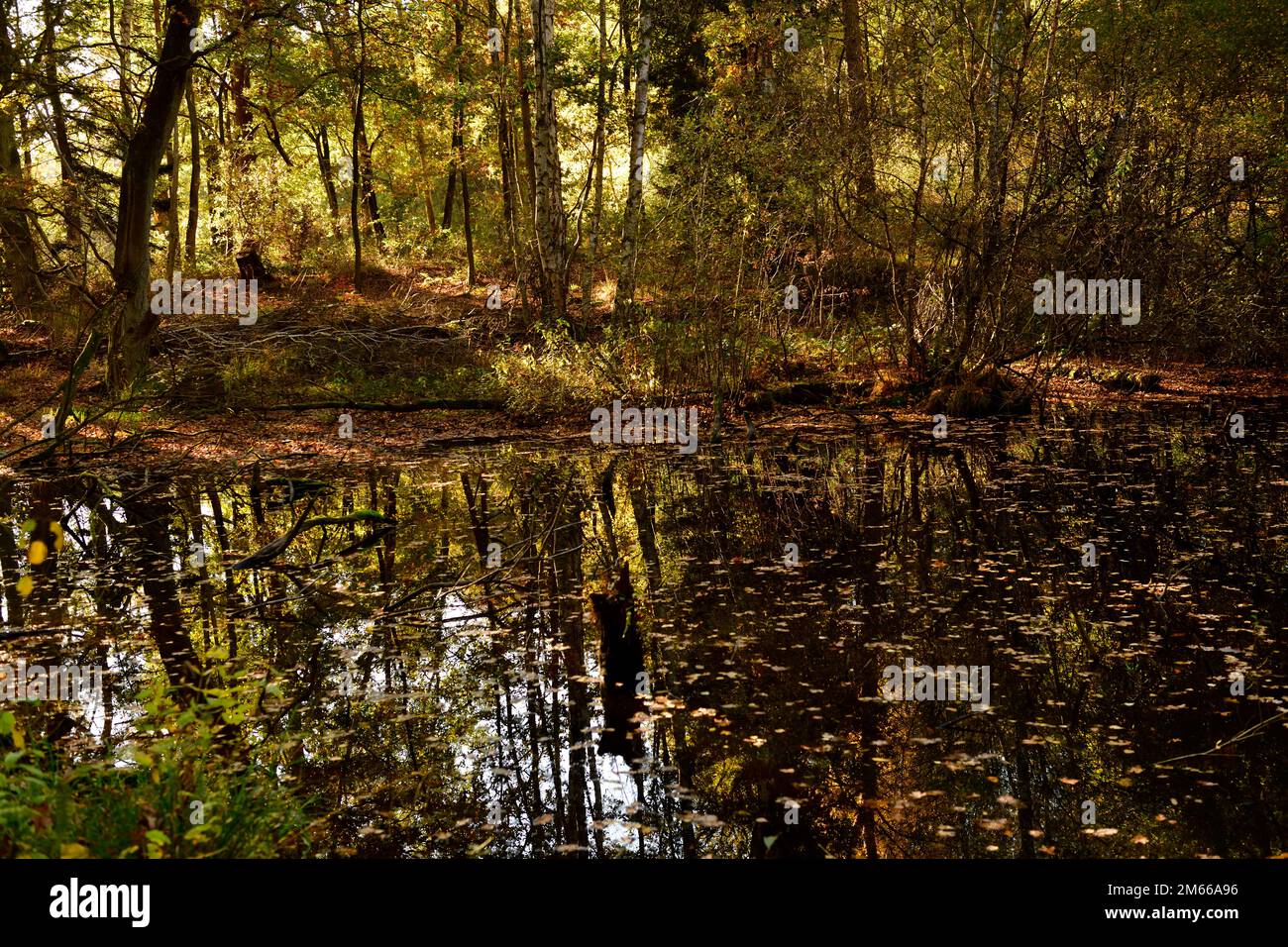 Teich im Herbst an einem sonnigen Tag Banque D'Images