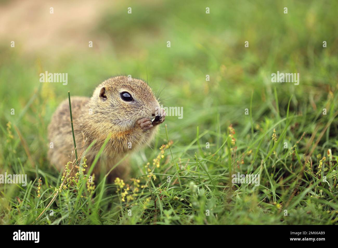 Écureuil européen debout dans l'herbe. Spermophilus citellus scène sauvage de la nature. Écureuil moulu Banque D'Images