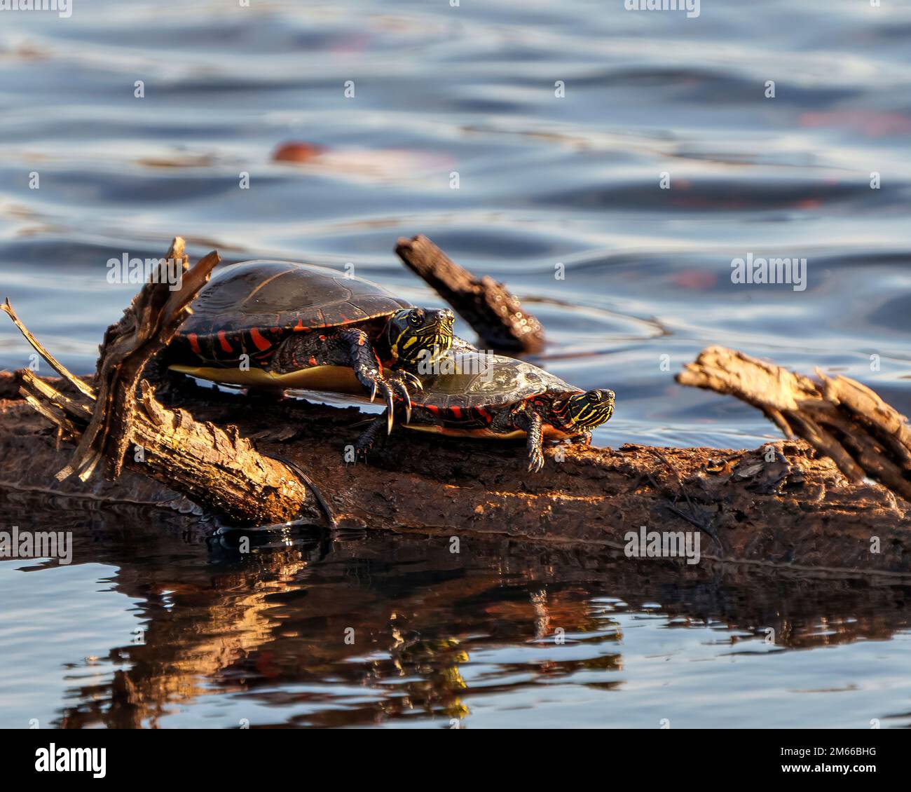 Tortues peintes reposant sur une bûche dans l'étang avec de la mousse de nénuphars et montrant sa carapace de tortue, sa tête, ses pattes dans son environnement et son habitat. Banque D'Images
