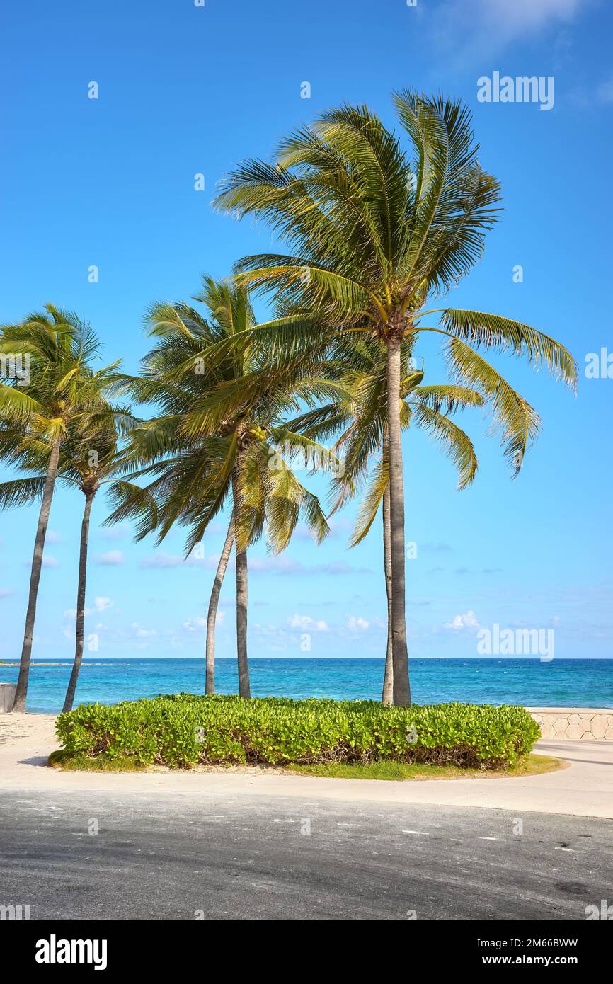 Route par une plage des Caraïbes avec des cocotiers sur une journée ensoleillée. Banque D'Images