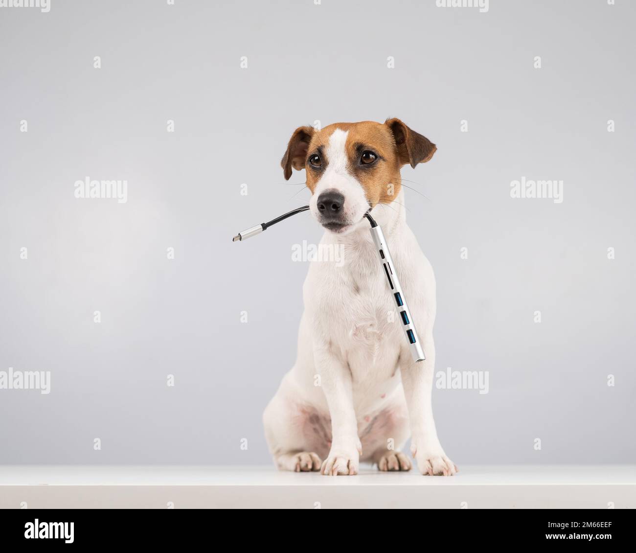 Jack russell Terrier chien tient usb dans son bouche. Banque D'Images