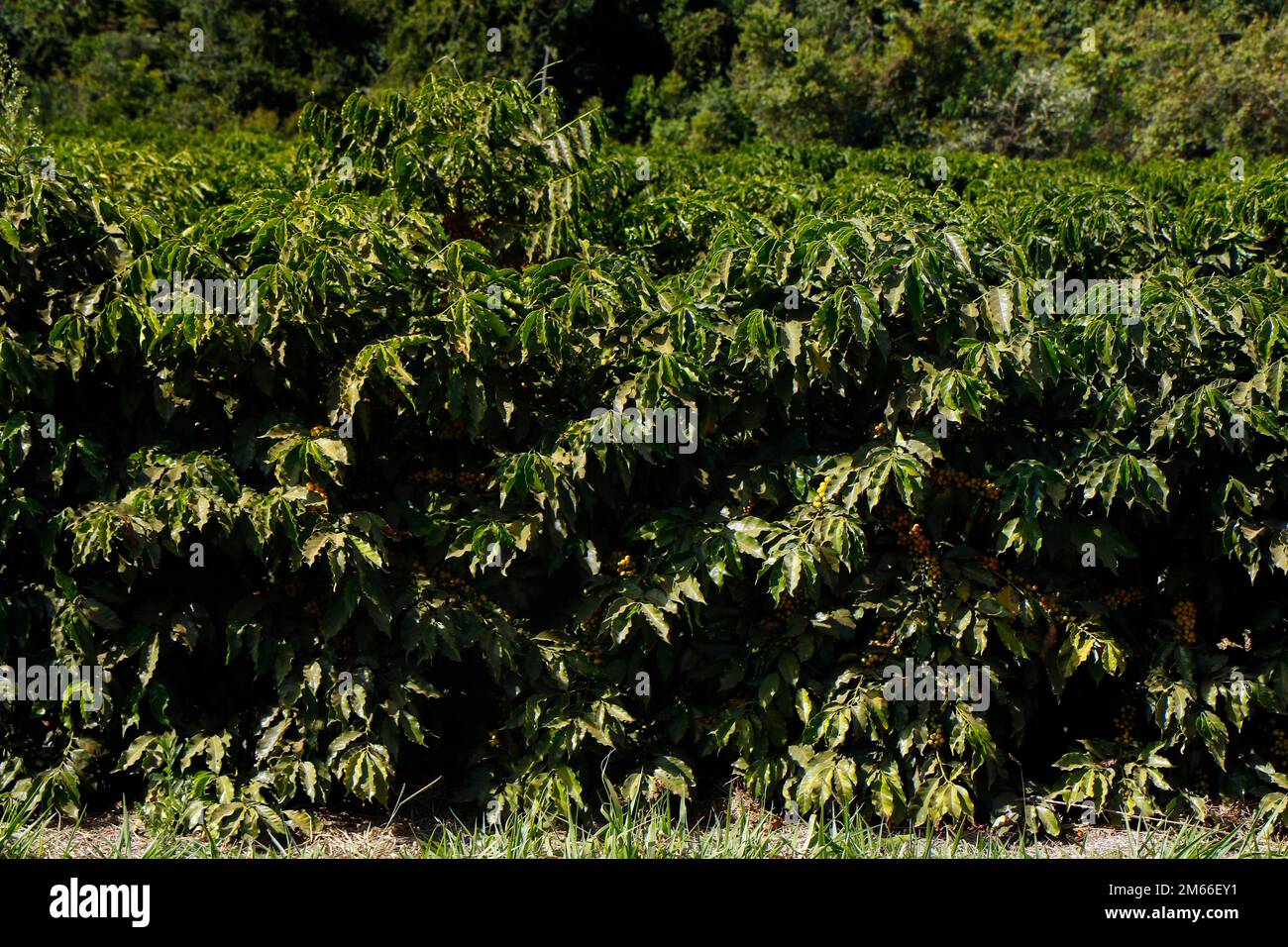 Ferme avec vue sur la plantation de café. L'agrobusiness. Récolte de café avec des grains jaunes, vert et bleu ciel. Banque D'Images