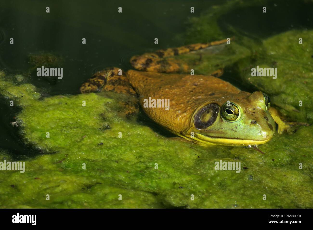 Une grenouille-taureau américaine verte flotte dans un étang avec des algues. Banque D'Images