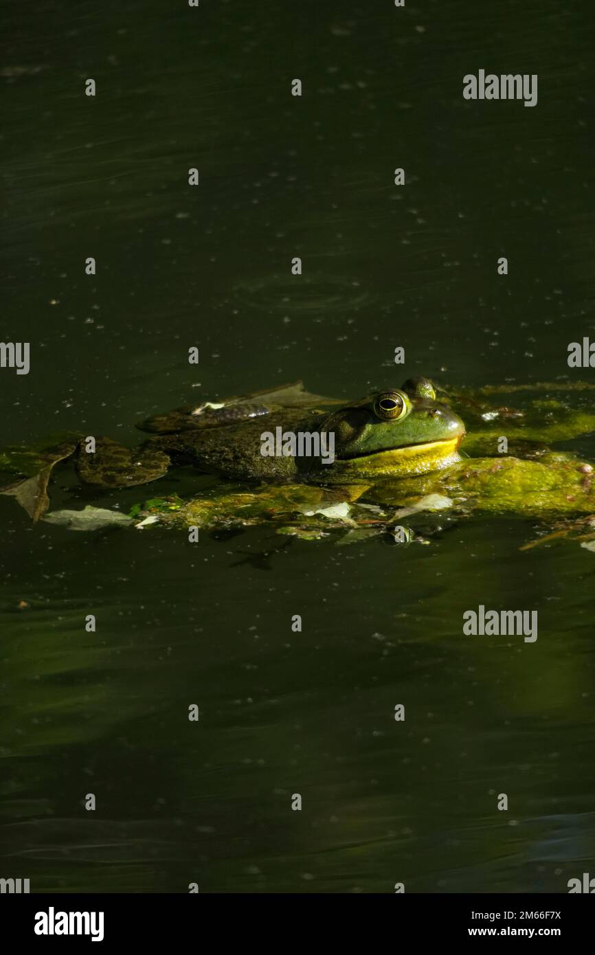 Une grenouille-taureau américaine verte flotte dans un étang avec des algues. Banque D'Images
