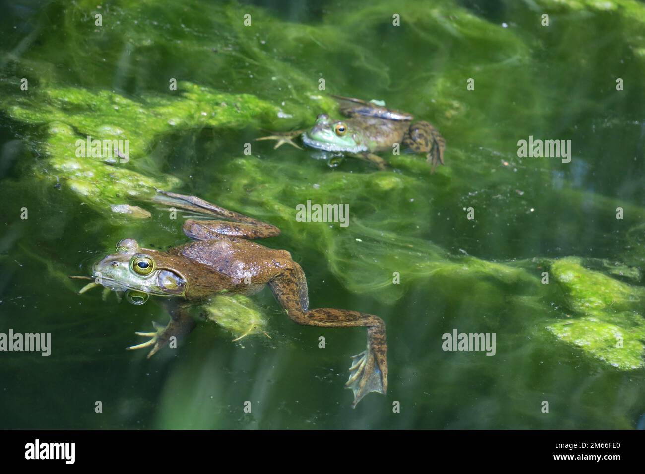 Une paire de grenouilles taureaux américaines vertes se repose flottant dans un étang. Banque D'Images