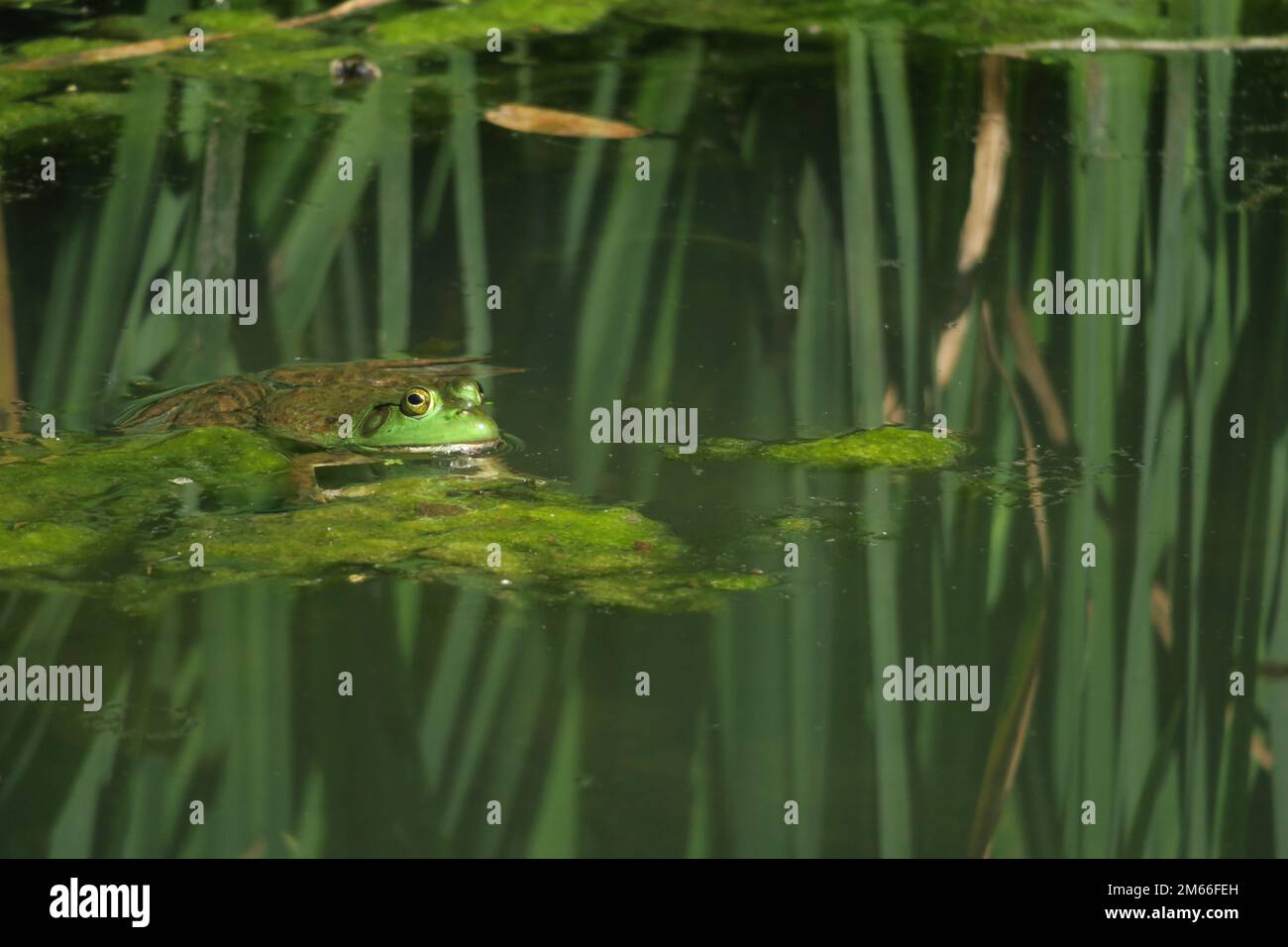 Une grenouille-taureau verte américaine se repose à moitié submergée dans un étang. Banque D'Images
