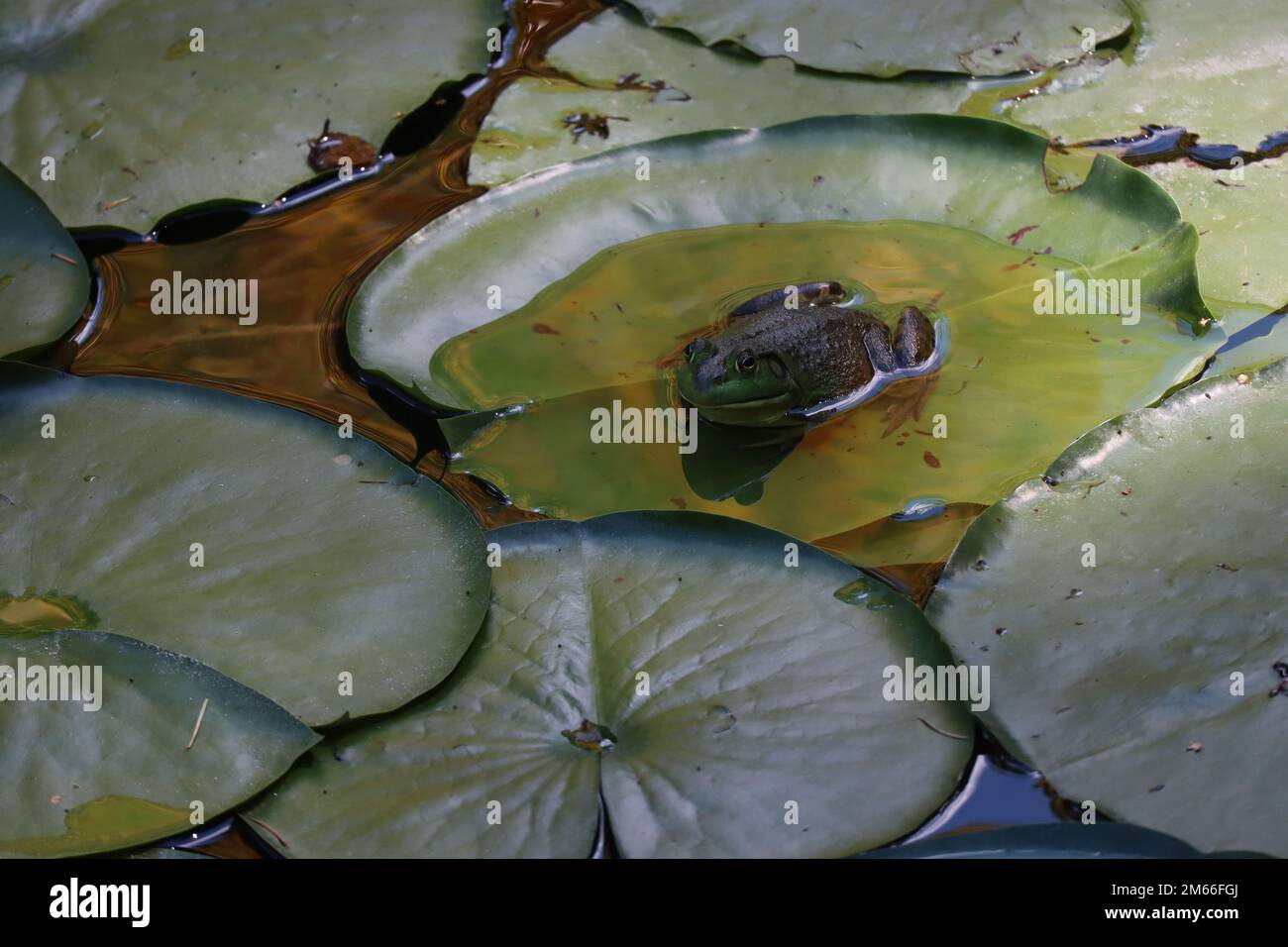 Une grenouille taureau verte américaine est assise sur un grand matelas de nénuphars entouré d'autres matelas de nénuphars et de végétation flottante dans un étang. Banque D'Images