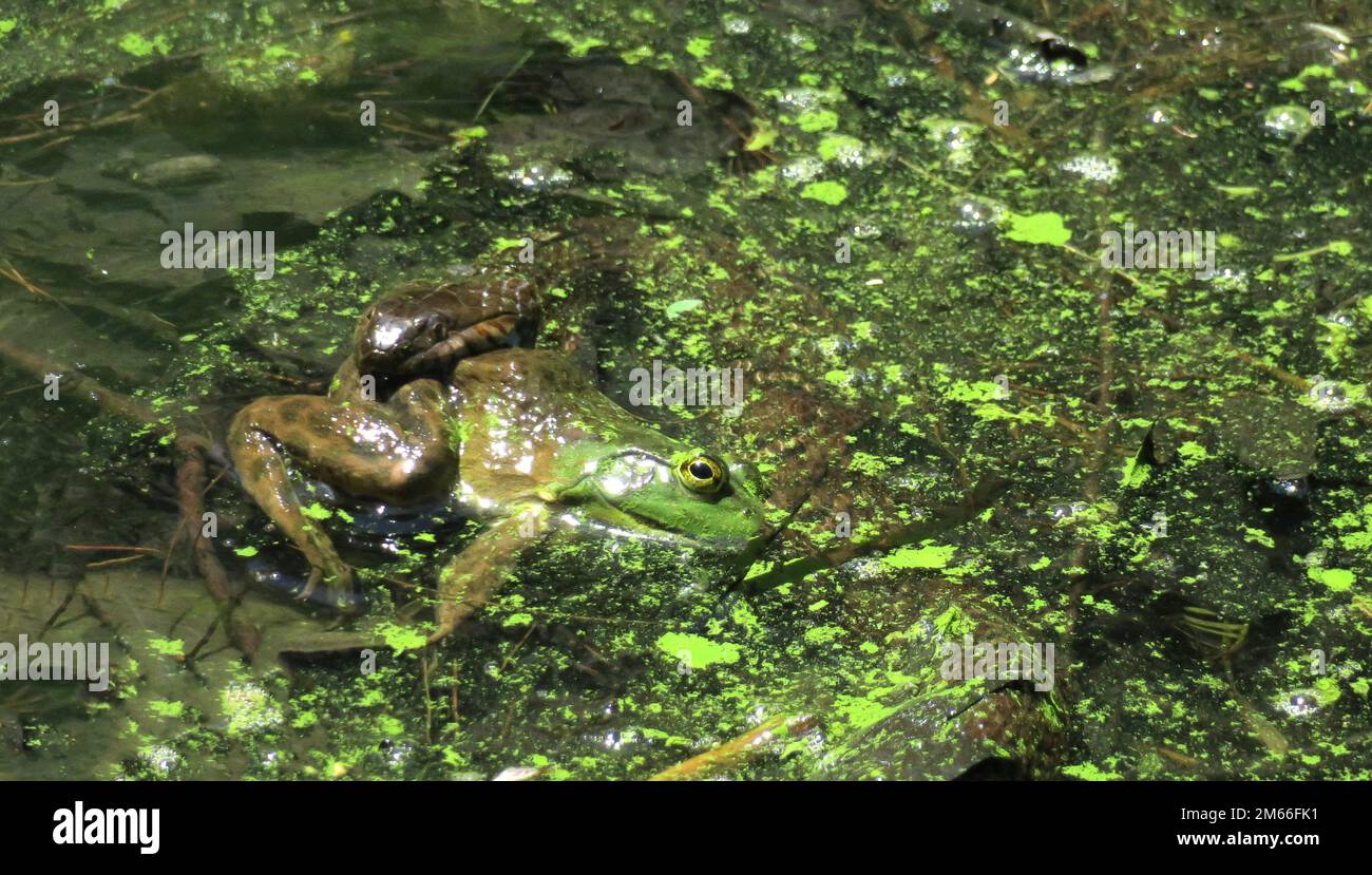 Gros plan d'un serpent d'eau du nord nageant dans l'eau couverte d'algues vertes, avalant une grenouille partiellement submergée et jetant un coup d'œil. Banque D'Images