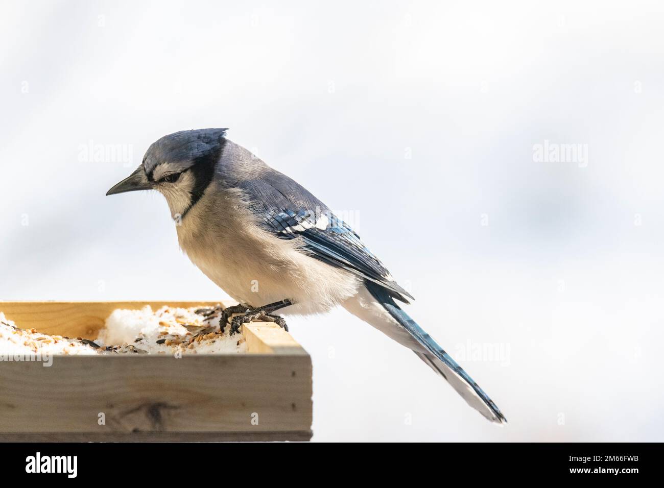 Blue jay, Cyanocitta cristata, au mangeoire à oiseaux en hiver Banque D'Images
