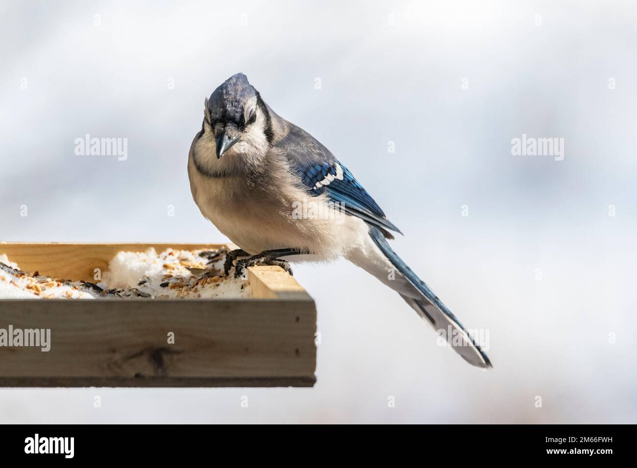Blue jay, Cyanocitta cristata, au mangeoire à oiseaux en hiver Banque D'Images