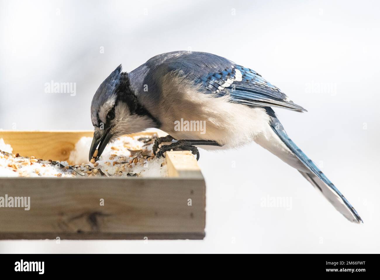 Blue jay, Cyanocitta cristata, au mangeoire à oiseaux en hiver Banque D'Images