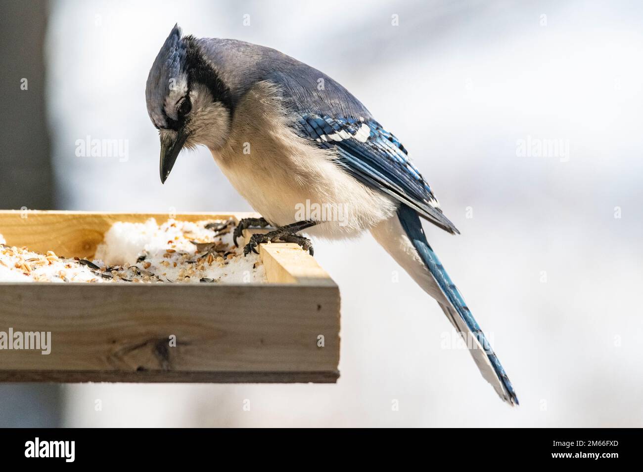 Blue jay, Cyanocitta cristata, au mangeoire à oiseaux en hiver Banque D'Images