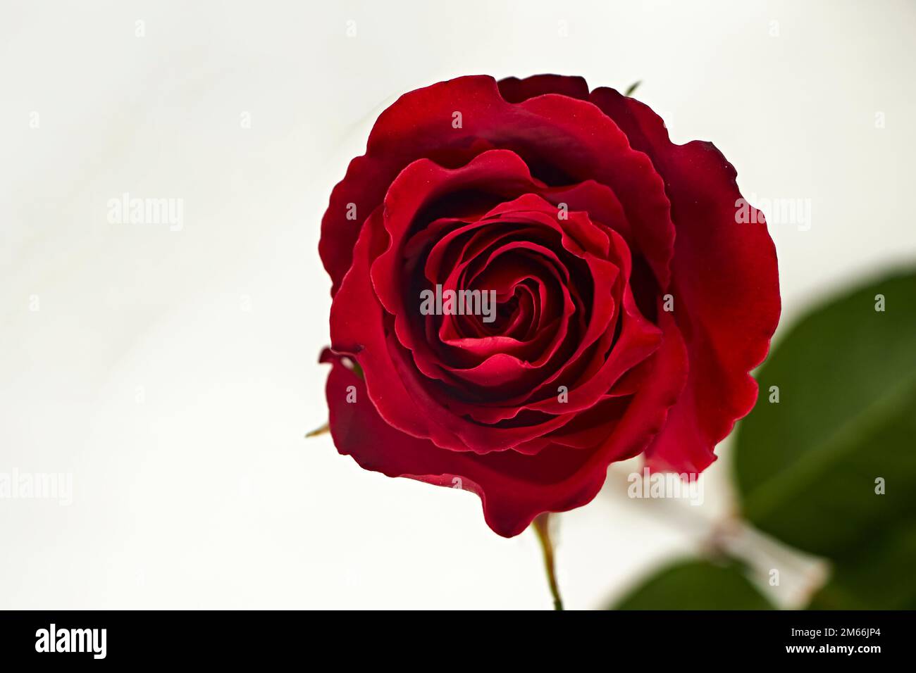 Saint Valentin. Composition des fleurs. Cadre rond en fleurs de rose, confetti sur fond blanc. Contexte de la Saint-Valentin. Flat lay, vue de dessus, c Banque D'Images