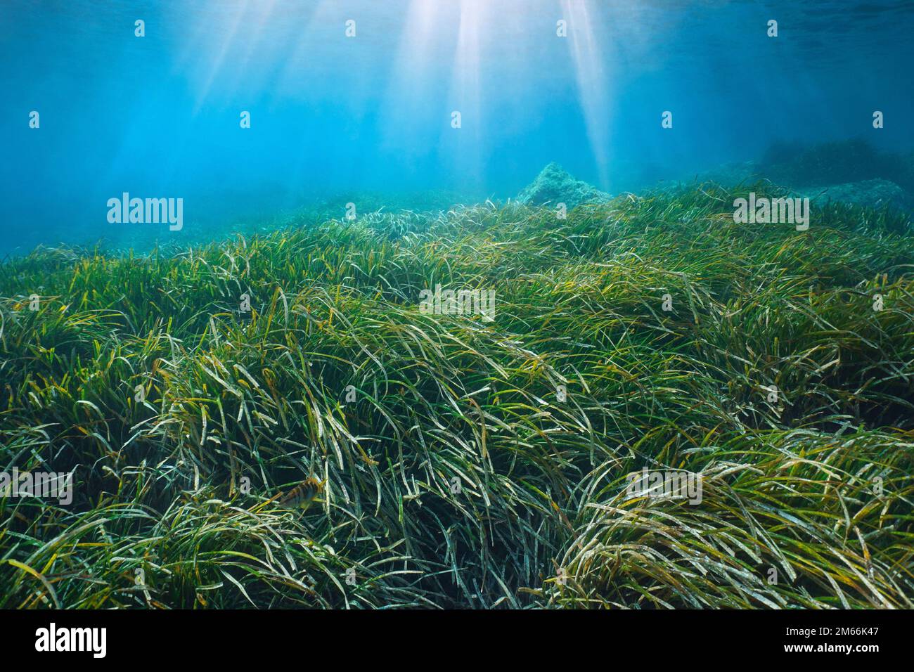 Herbiers marins dans la mer avec lumière du soleil, paysage marin sous-marin, mer Méditerranée, Espagne Banque D'Images