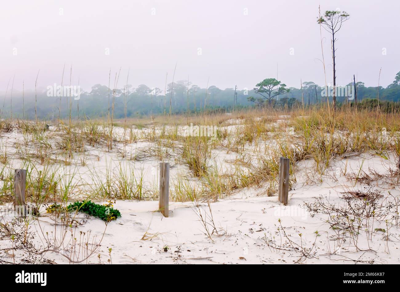 Le brouillard s'installe sur les dunes de sable, le 1 janvier 2023, à Dauphin Island, en Alabama. L’île-barrière est en cours de restauration de $1,4 millions de dunes de sable. Banque D'Images