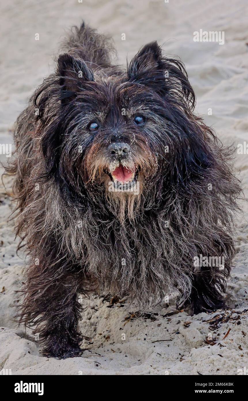 Un terrier de Cairn marche sur la plage le jour de l’an, le 1 janvier 2023, à Dauphin Island, en Alabama. De nombreux propriétaires de chiens font les résolutions du nouvel an. Banque D'Images