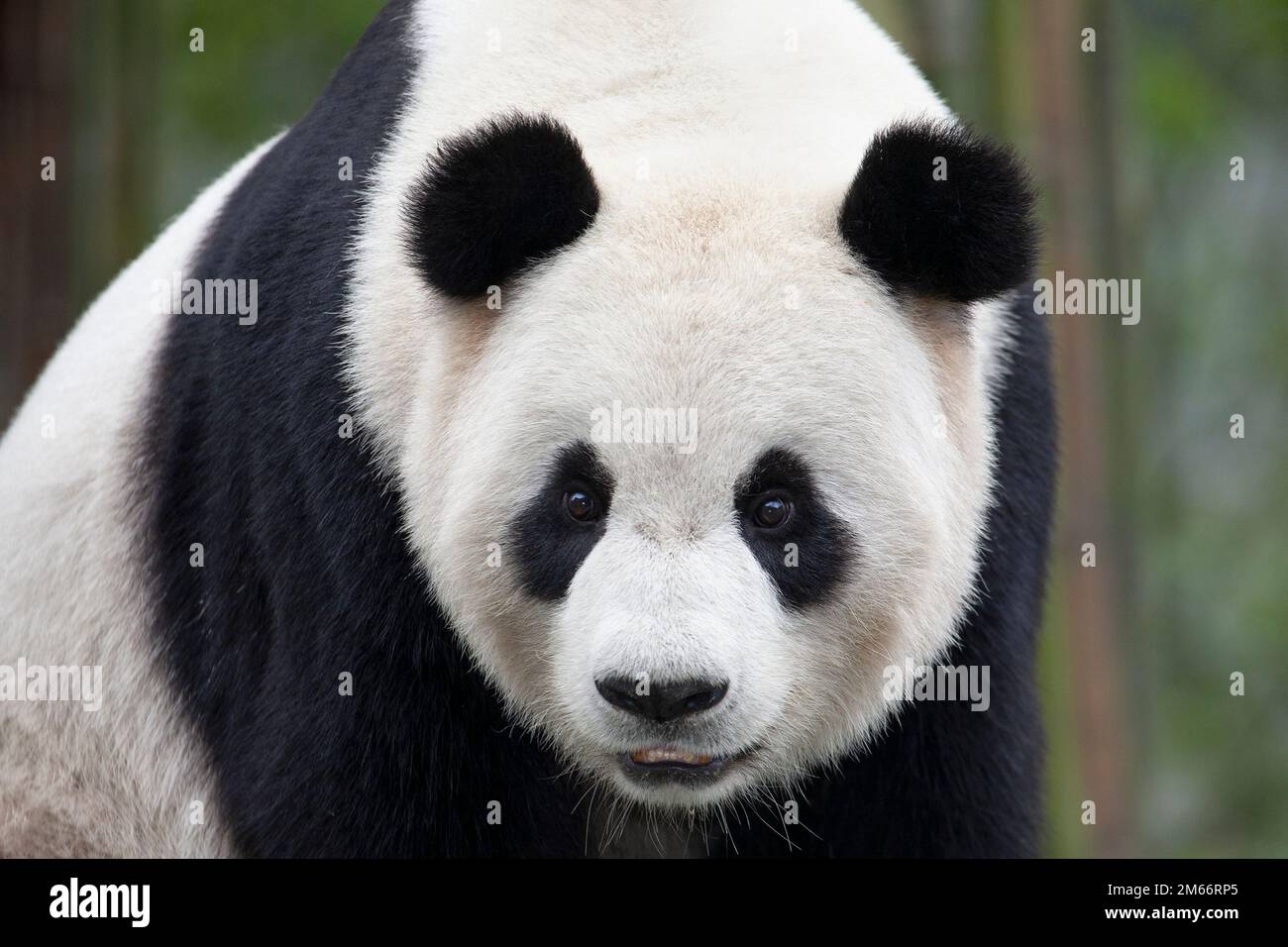 Vue rapprochée du Panda géant, Réserve naturelle nationale de Wolong, province du Sichuan, Chine. Ailuropoda melanoleuca Banque D'Images
