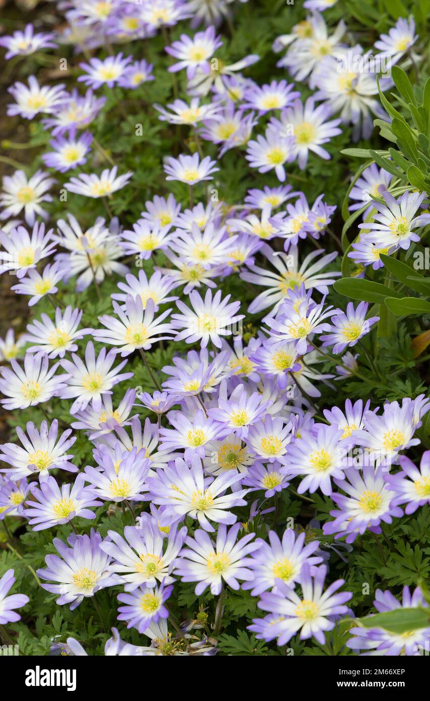 Fleurs de landa d'anémone. Plantes vivaces poussant dans un lit de fleurs de jardin au Royaume-Uni au printemps Banque D'Images