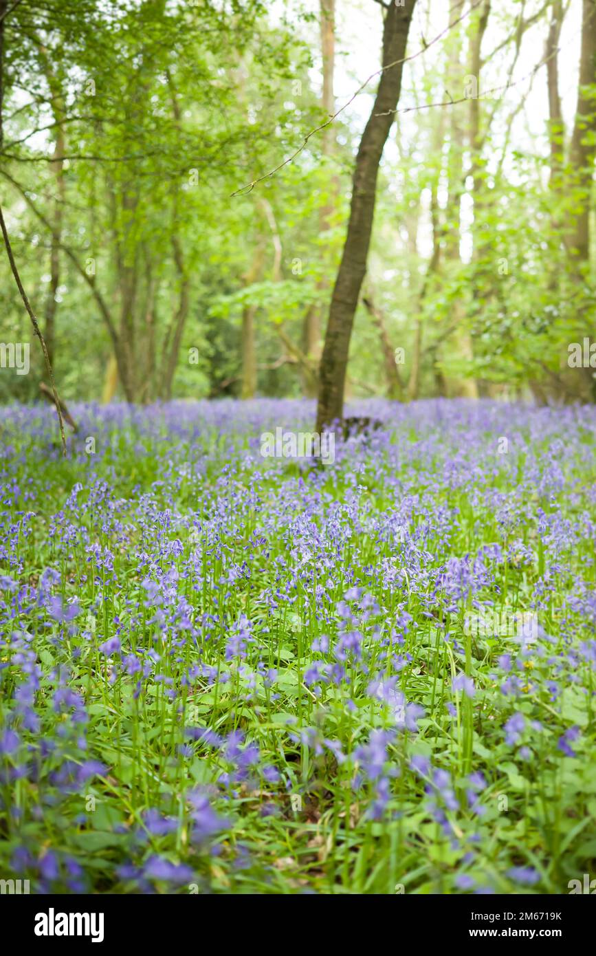 Champ de fleurs bluebell communes dans les bois au printemps. Angleterre, Royaume-Uni Banque D'Images