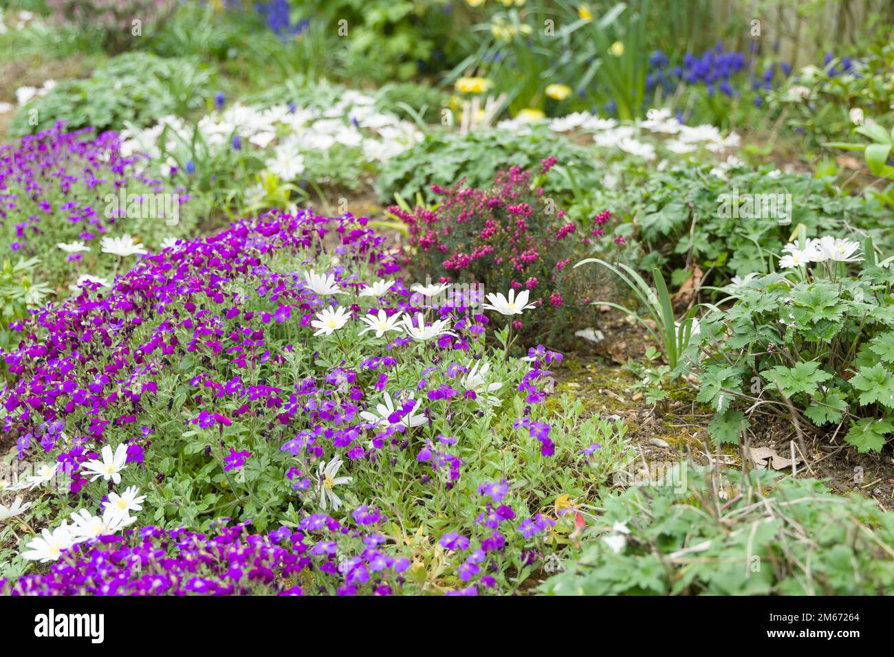 Aubrieta (aubetia) et les fleurs d'anemone blanda, plantes vivaces en fleur dans un lit de fleurs de jardin britannique au printemps. Banque D'Images