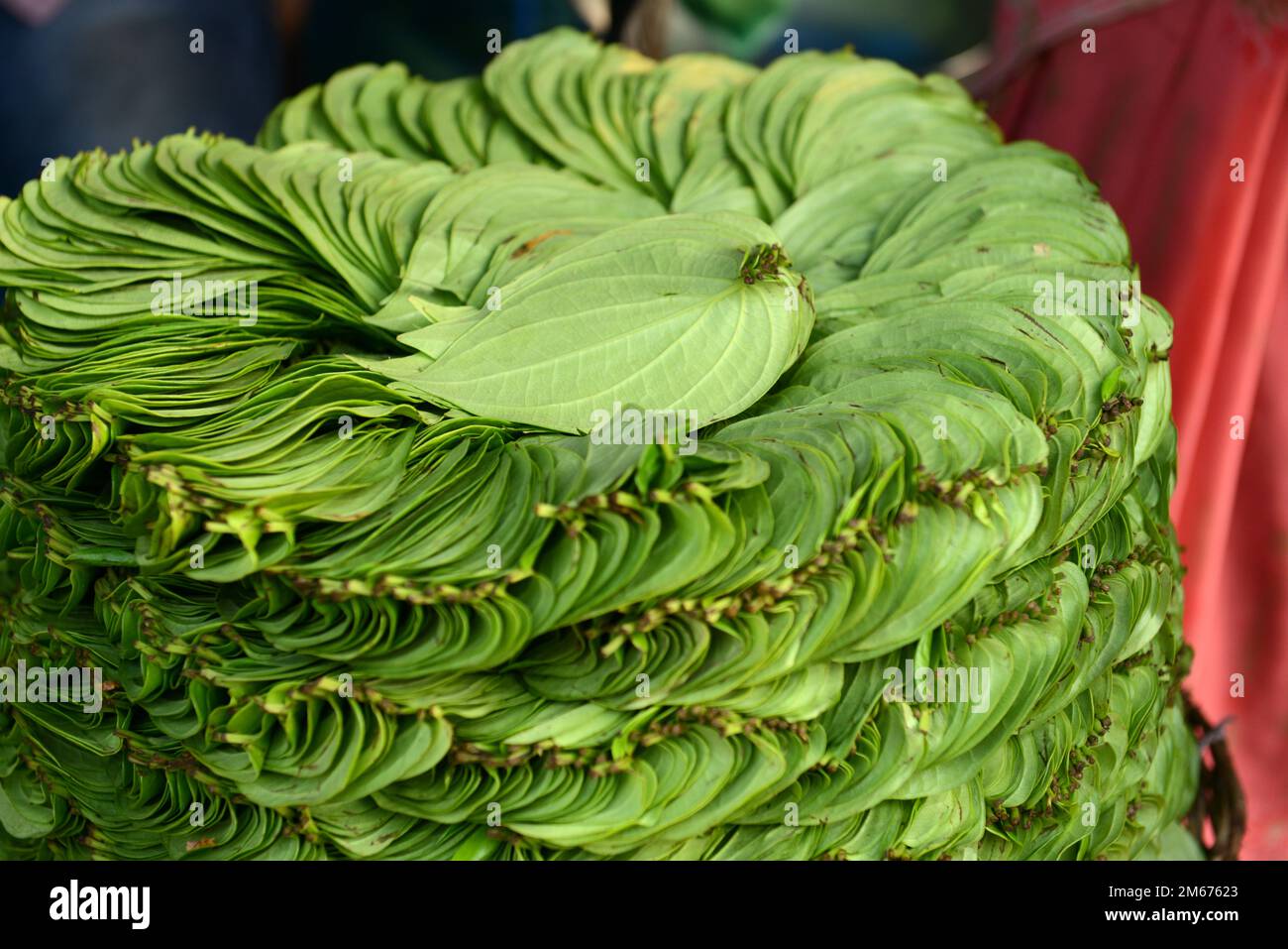 Un vendeur de feuilles de bétel sur le marché de Madurai, Tamil Nadu, Inde. Banque D'Images