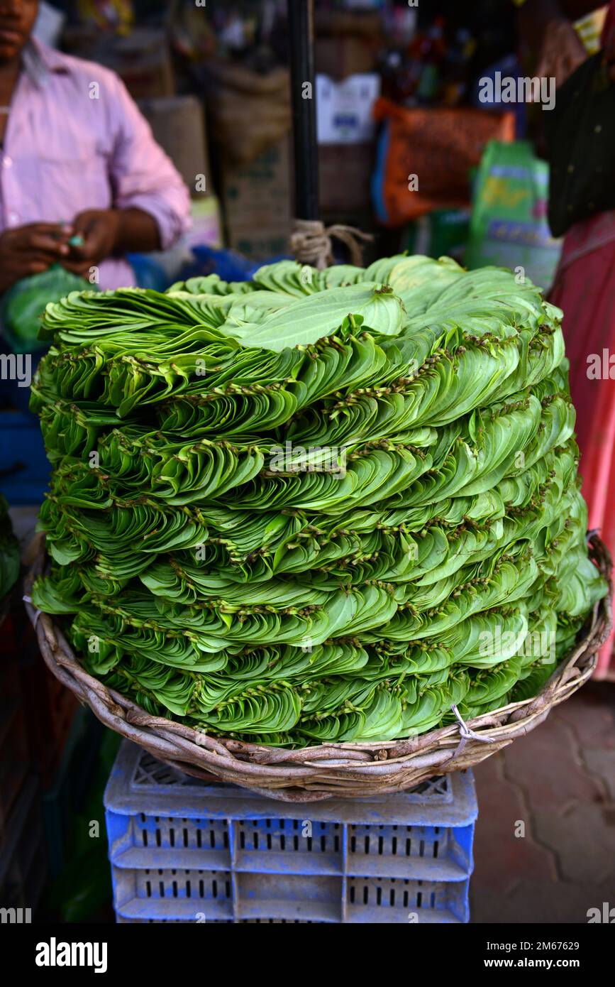 Un vendeur de feuilles de bétel sur le marché de Madurai, Tamil Nadu, Inde. Banque D'Images