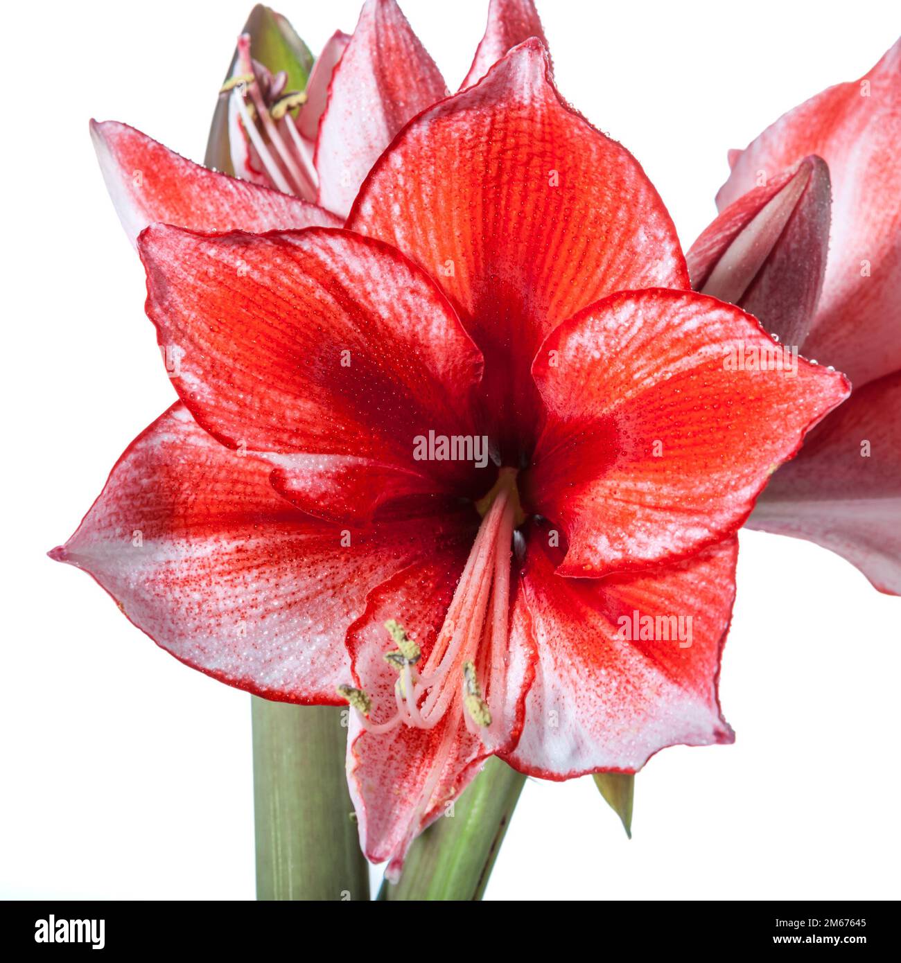 'Charisma' Hippeastrum, Amaryllis (Hippeastrum x hortorum) Banque D'Images