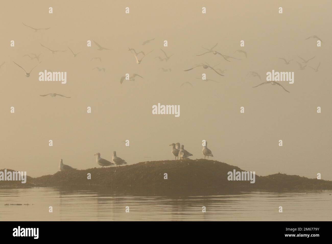 Plusieurs goélands ou mouettes debout sur un îlot rocheux dans l'océan avec un troupeau volant au-dessus d'eux à travers un épais brouillard au lever du soleil. Prise à Victoria, C.-B., C. Banque D'Images