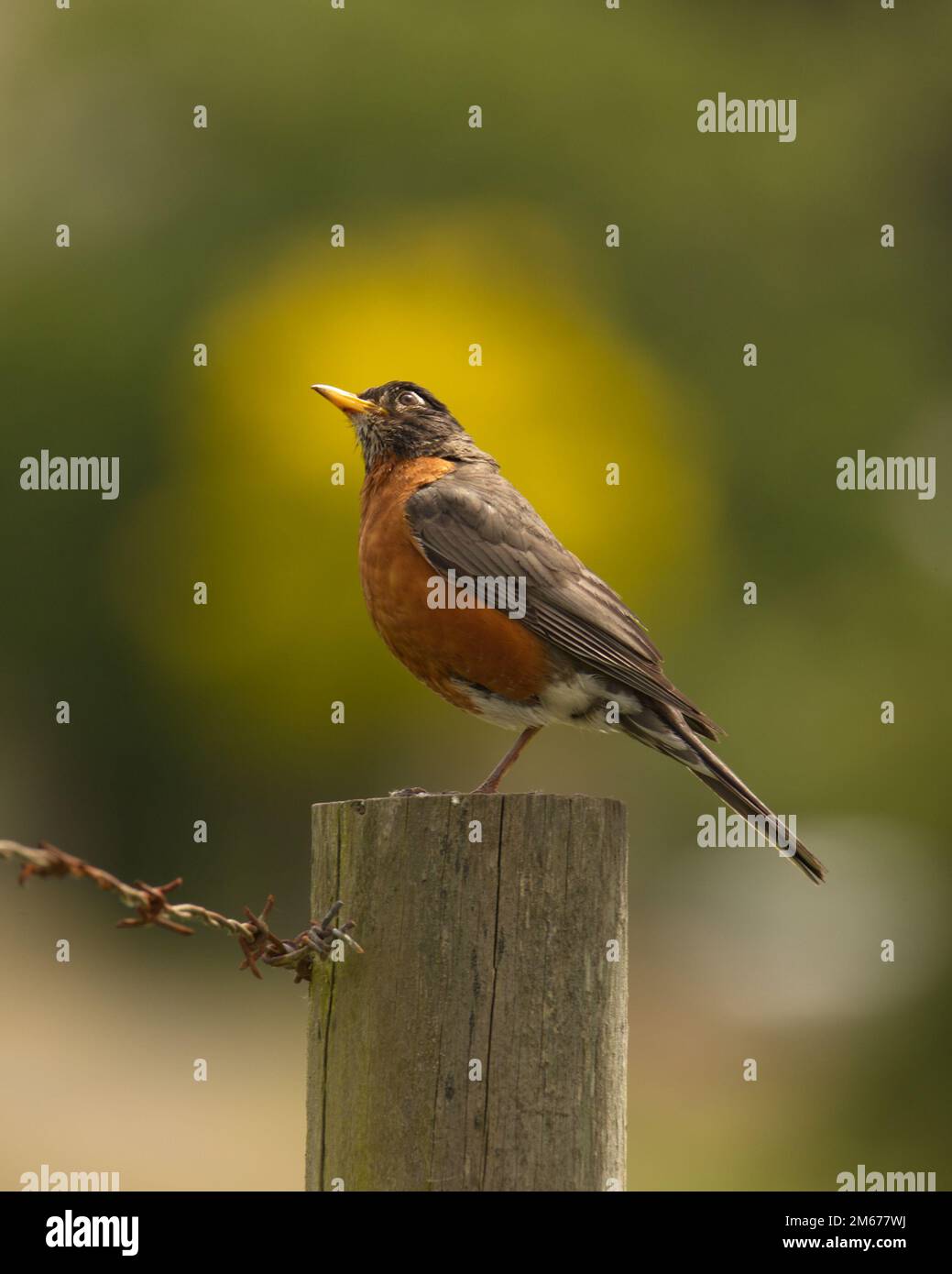Un seul Robin américain (Turdus migratorius) regardant le ciel pendant que sur un poteau avec barbelé. Prise à Victoria, C.-B., Canada. Banque D'Images