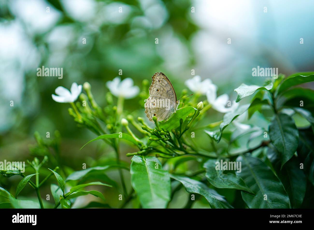 Gros plan Macro image d'un beau papillon blanc paon assis sur une feuille avec un arrière-plan flou, beau papillon assis sur une feuille d'une plante ou Banque D'Images