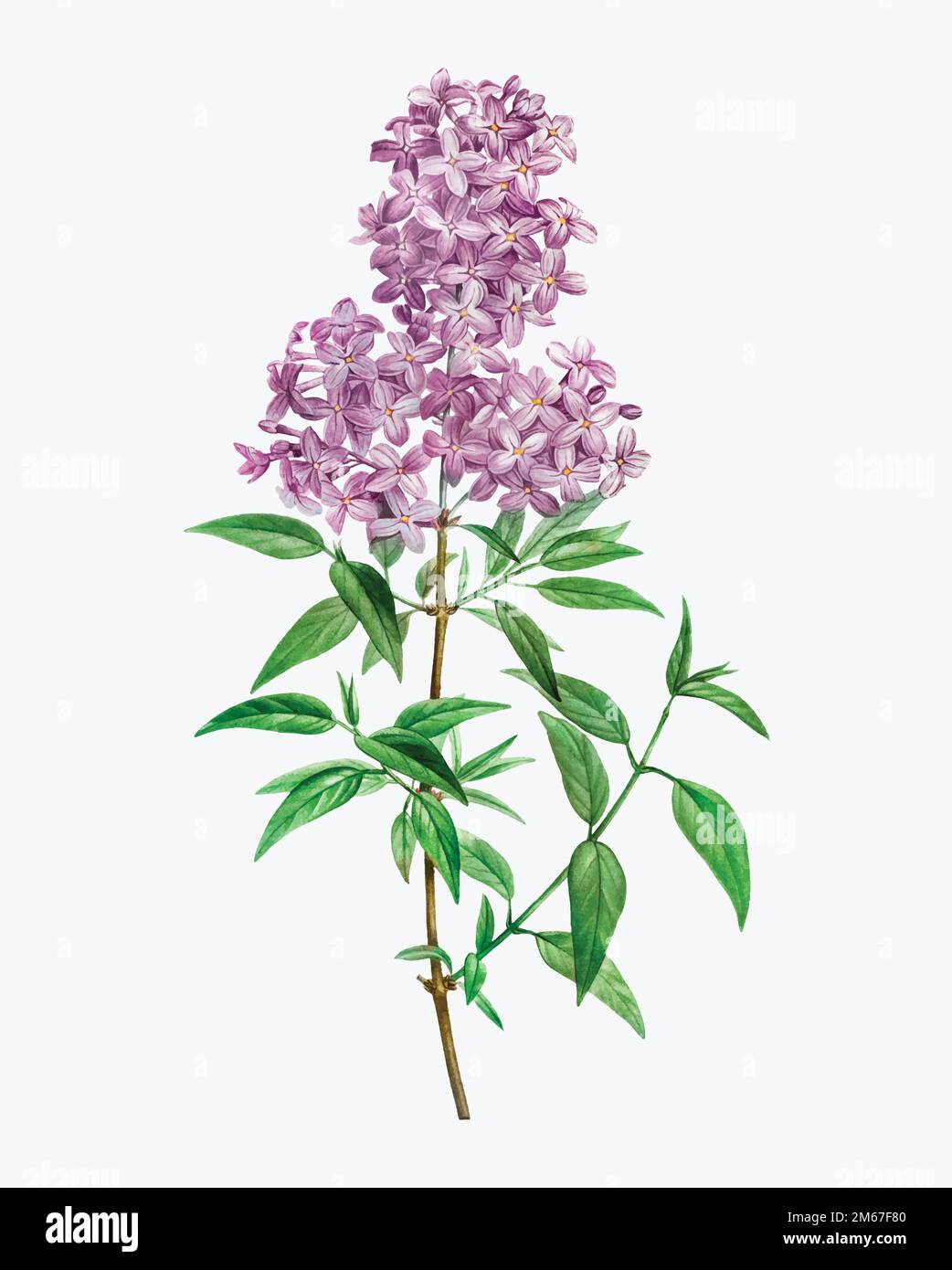 Vecteur lilas persan vintage en fleurs Illustration de Vecteur