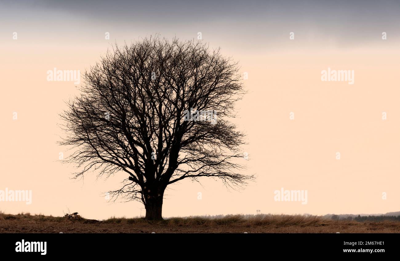 Automne dans les couleurs de l'automne. Une photo très nette et détaillée d'un arbre solitaire sur un champ. Banque D'Images