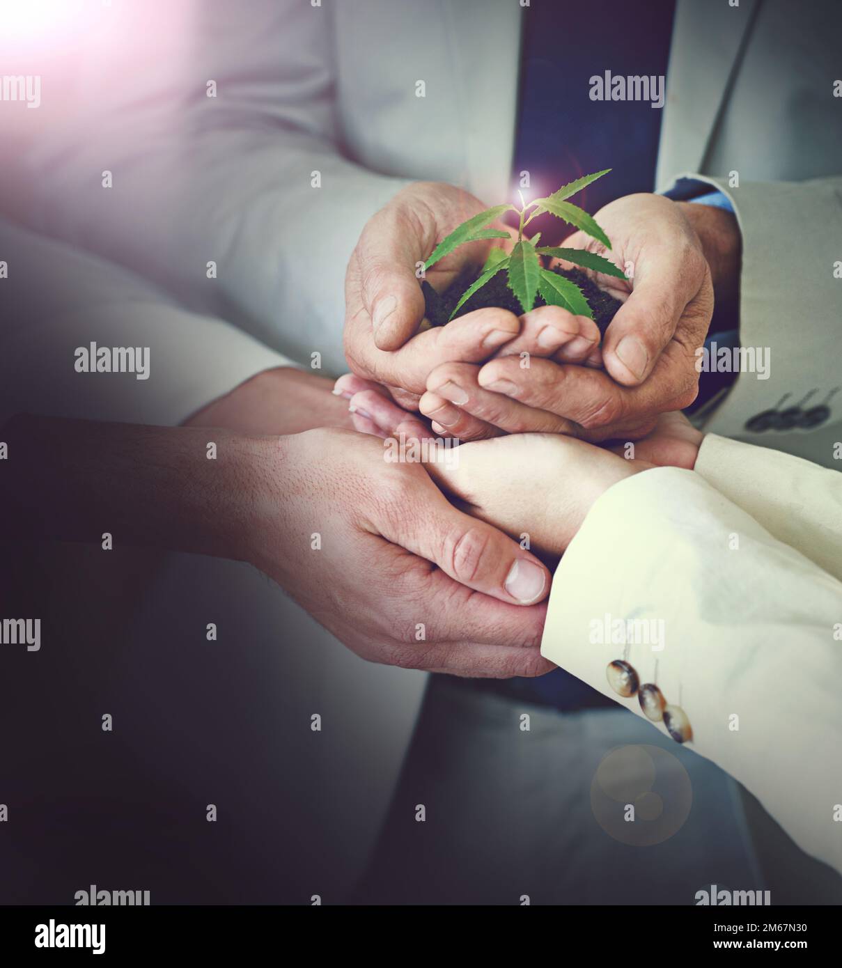 Favoriser la croissance des entreprises. Image rognée des mains tenant une petite plante poussant dans le sol. Banque D'Images