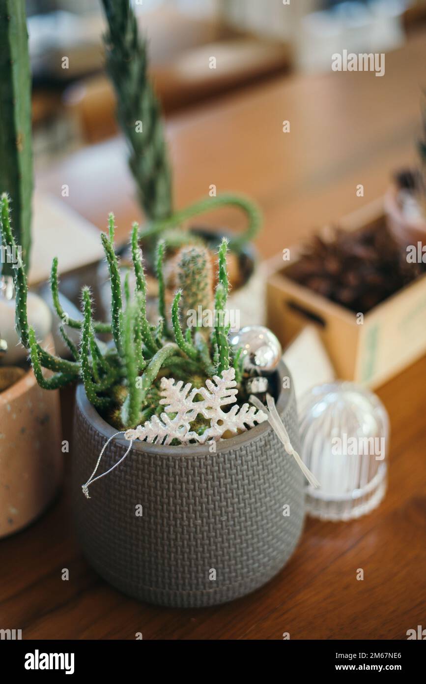 décoration pots cactus sur table en bois Banque D'Images