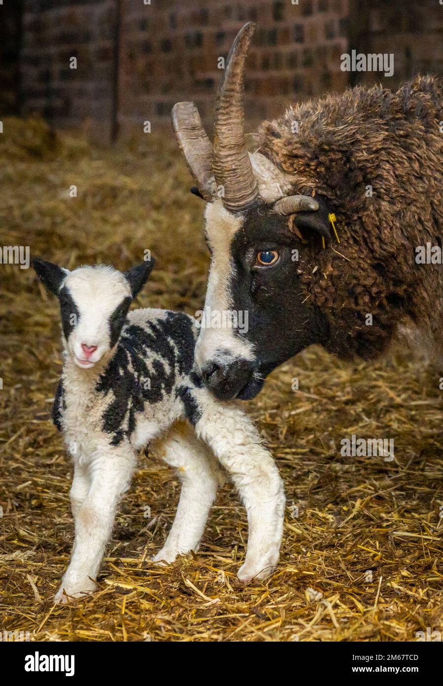 Greenlaw, Royaume-Uni. 01st janvier 2023. 1st janvier 2023/ Greenlaw, Scottish Borders, Écosse, Royaume-Uni. Bonne Ewe YearÉ. Pic montre un nouvel agneau Jacob Sheep né dans les premières heures du jour de l'année 2023, sur la ferme de Greenlaw Mill dans les frontières écossaises, en Écosse. Les moutons Jacob sont un joli mouton à motifs connu pour les longues cornes qu'ils ont. Crédit photo : phil wilkinson/Alay Live News Banque D'Images