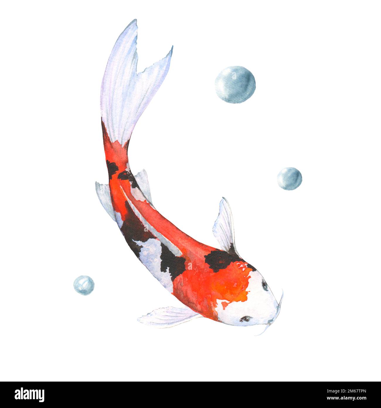 Illustration aquarelle du poisson koi sur fond blanc Banque D'Images