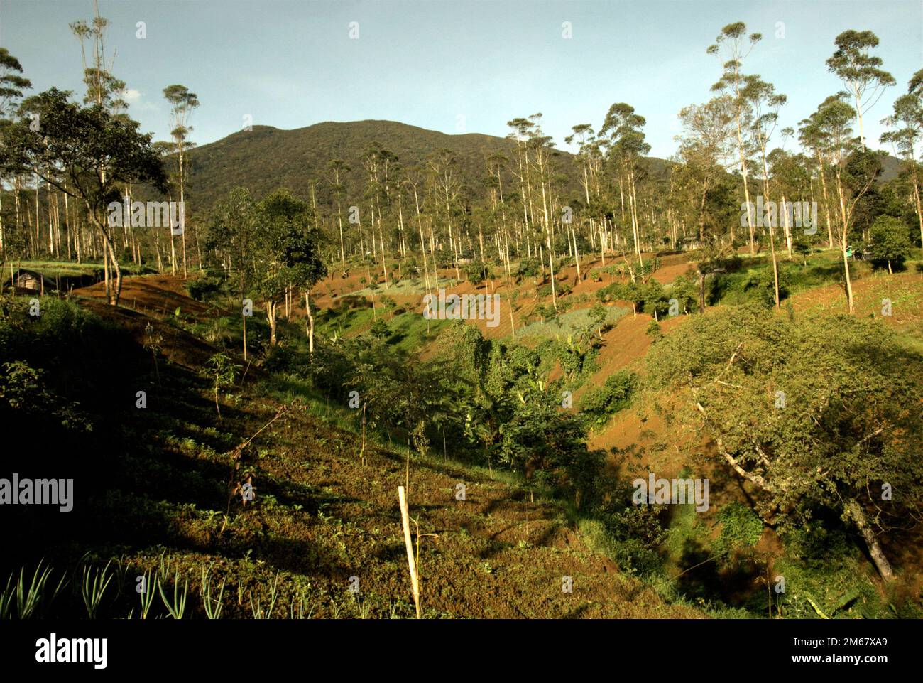 Champs agricoles exploités par des villageois et des eucalyptus plantés par Perhutani, entreprise gouvernementale sur la foresterie, à l'intérieur du parc national du Mont Gede Pangrango, à Java Ouest, en Indonésie; photographiés en arrière-plan du volcan du Mont Gede en 2013, dans le cadre d'un programme d'adoption d'arbres, dans le cadre d'un projet de reboisement dans le parc protégé. Banque D'Images