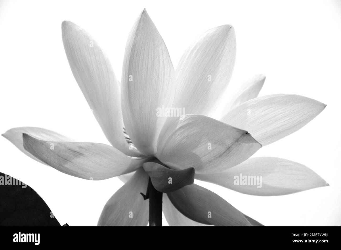 Fleurs de lotus dans l'étang Banque D'Images