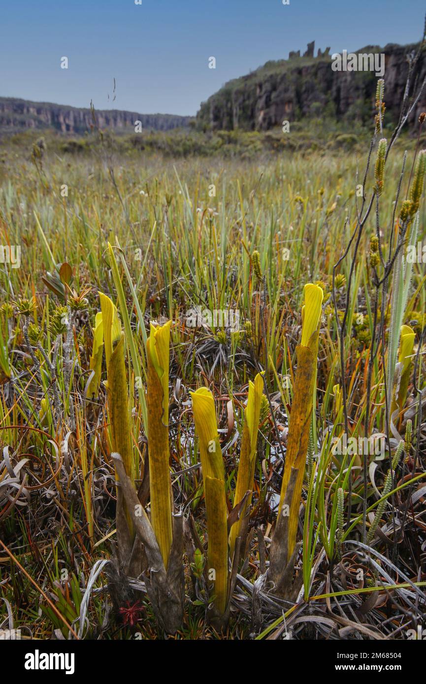 Pichets jaunes de la broméliade carnivore Brocchinia réducta, sur un plateau d'Amuri Tepui, Venezuela Banque D'Images