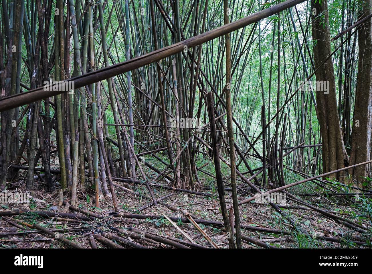 Forêt tropicale verte de bambou Groove Banque D'Images