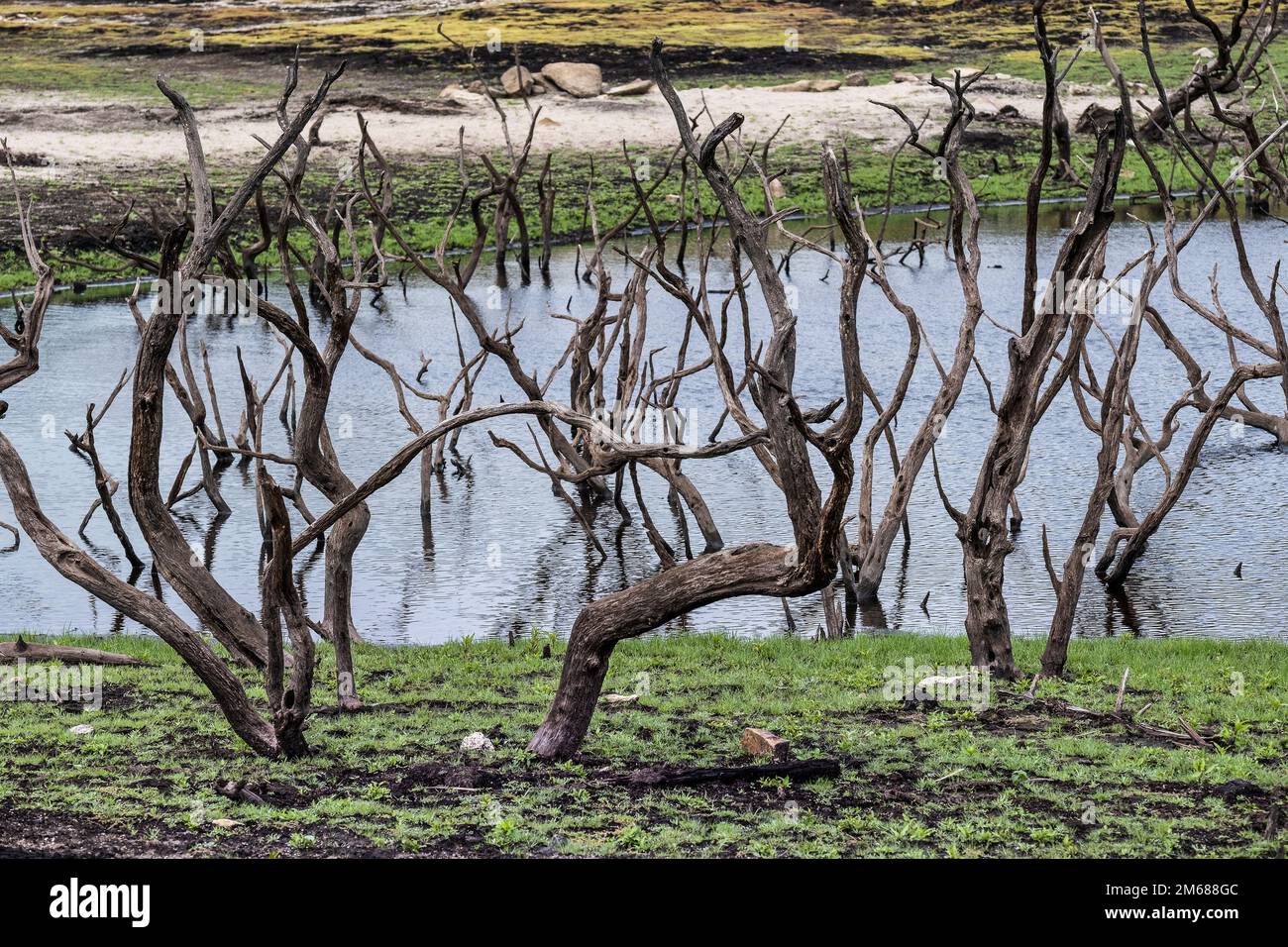 Les restes d'arbres morts squelettiques dans et autour d'un petit étang artificiel maintenant exposés par de graves conditions de sécheresse au réservoir du lac Colliford, sur Bodmin Banque D'Images