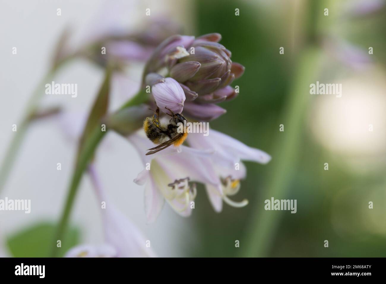 Un bourdon sur une fleur hosta. Le sujet de la nature et de la pollinisation des plantes. Photo macro d'un bourdon à queue de poule, pollinisation et collecte du nectar Banque D'Images